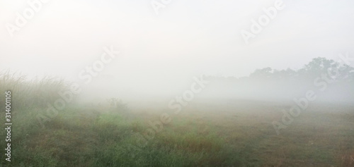 Morning mist in the meadow