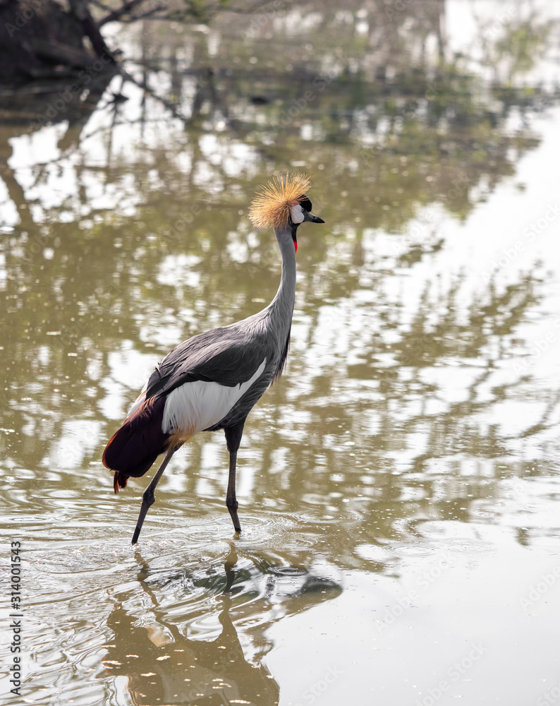 Obraz premium Close up Grey Crowned Crane Walking in The Swamp
