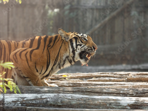 Close up Bengal Tiger Eating Raw Meat Isolated on Background