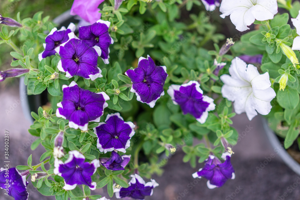 Purple flowers are blooming in the home garden.