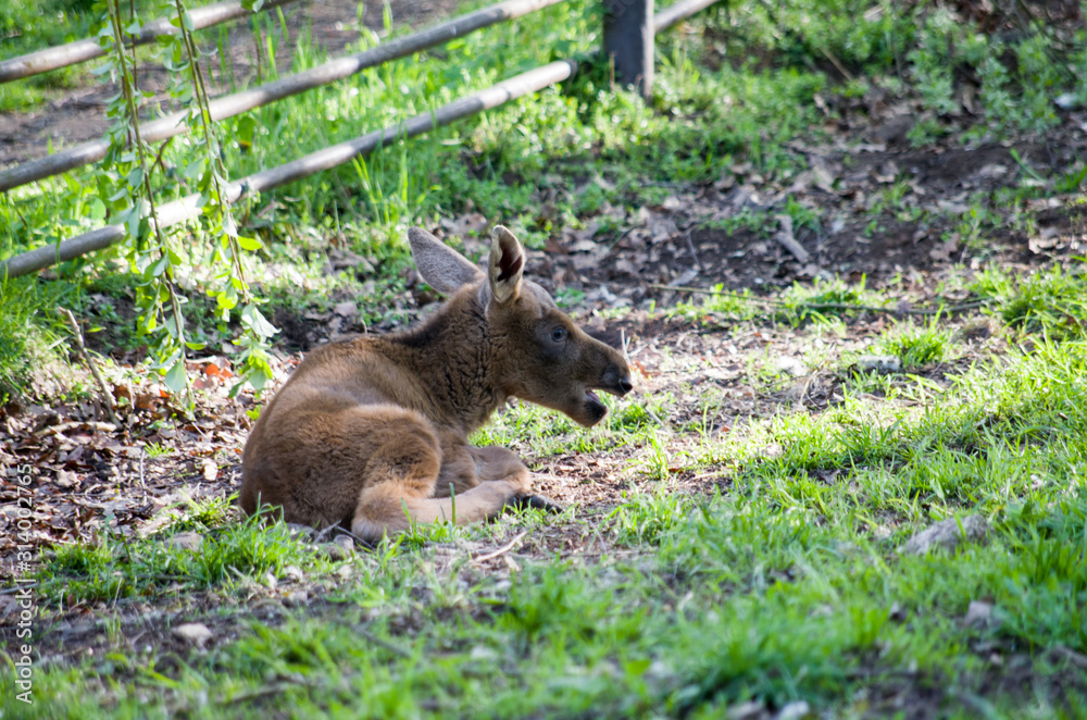 Fototapeta premium European moose baby