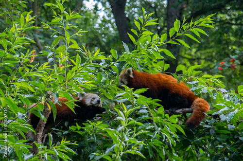 Pair of red pandas interacting