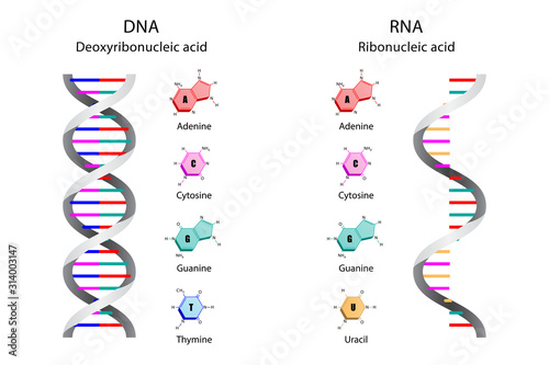 Illustration of Image poster, Differences in Structure of DNA and RNA molecules, scientific icon spiral. photo