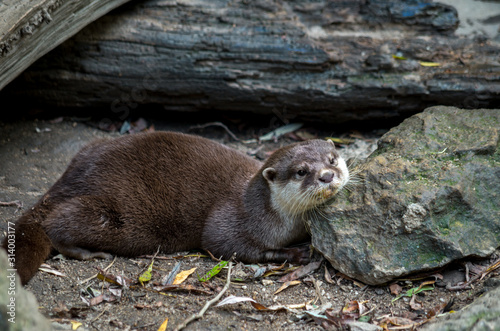 The Asian small-clawed otter (Amblonyx cinerea), also known as the oriental small-clawed otter or simply small-clawed otter, is a semiaquatic mammal native to South and Southeast Asia.