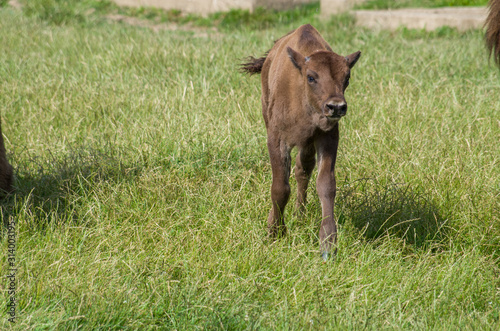 European bison few days old calf