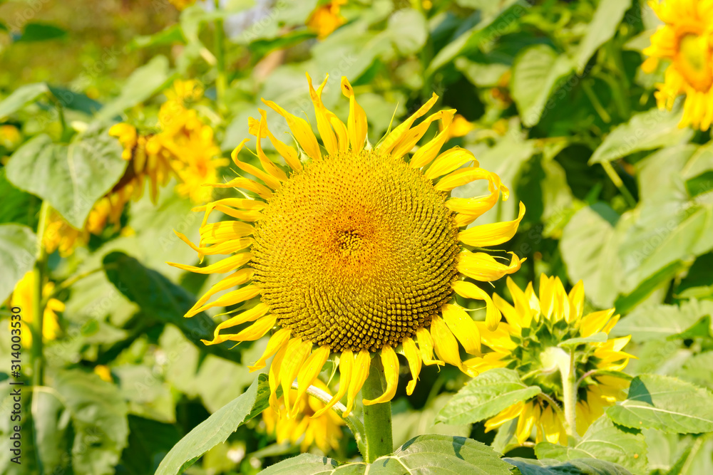 Sunflower with Bud Sunflower Blossom.Organic Farming nature concept Sunflower with Bud Sunflower Blossom.Organic Farming nature concept