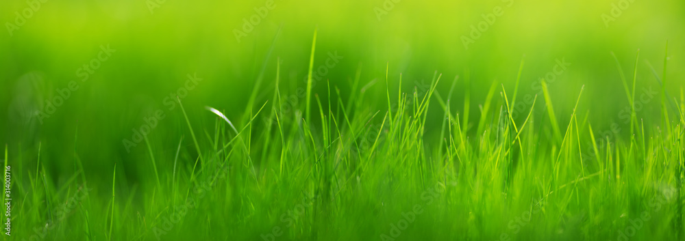Fresh green grass background with sunlight in summer - obrazy, fototapety, plakaty 