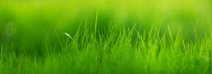 Fresh green grass background with sunlight in summer
