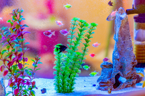 Aquarium with a water bottom filter, fish and artificial plants and algae. photo