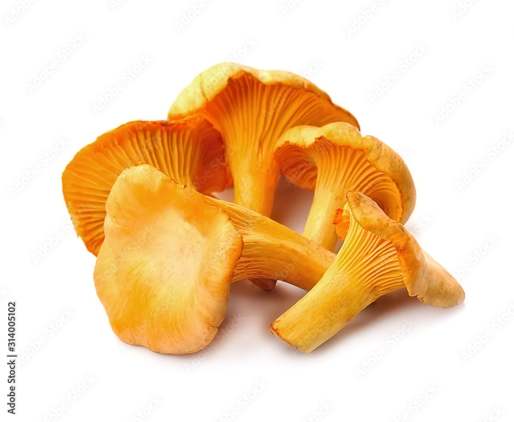 Chanterelle mushrooms.