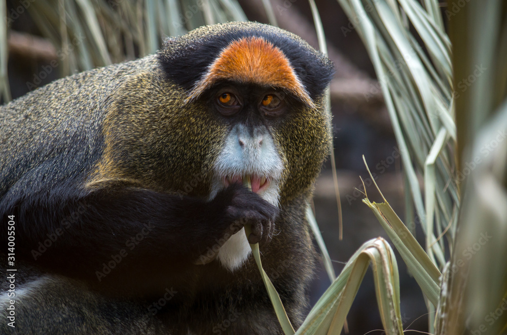 Fototapeta premium The De Brazza's monkey (Cercopithecus neglectus) is an Old World monkey endemic to the wetlands of central Africa. It is one of the most widespread African primates that live in forests.