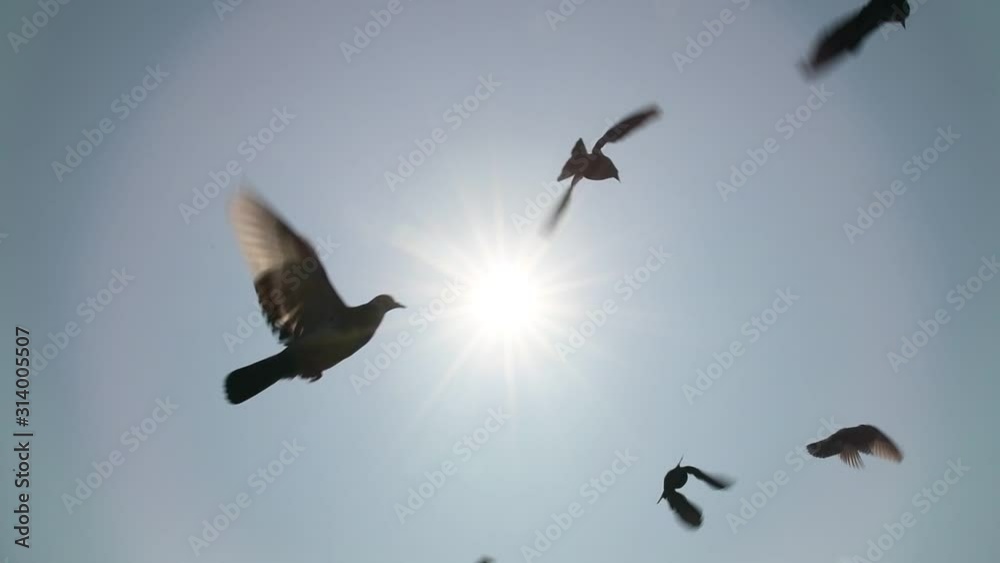 Pigeons flying in the blue sky, Slow motion.