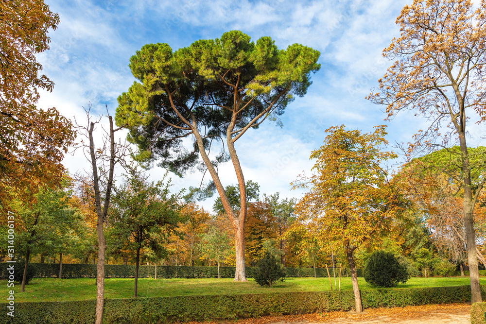 Naklejka premium Fall colors in El Retiro Park in Madrid Spain