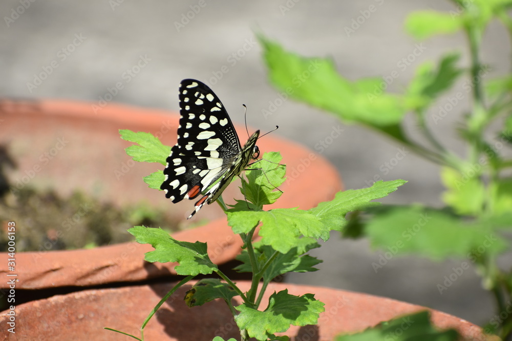 Obraz premium butterfly on a flower