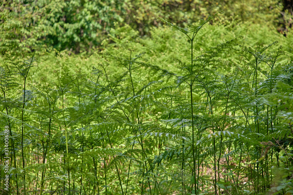 forest in the Montenegro with fern and old trees forest in the Montenegro with fern and old trees