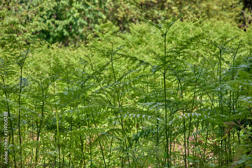 forest in the Montenegro with fern and old trees