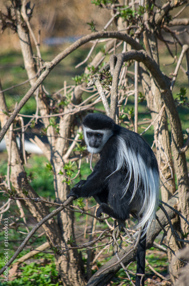 Obraz premium The mantled guereza (Colobus guereza)