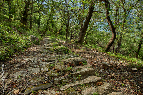 forest in the Montenegro with fern and old trees