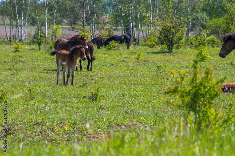 The Exmoor ponys near Milovice. A horse breed native to the British