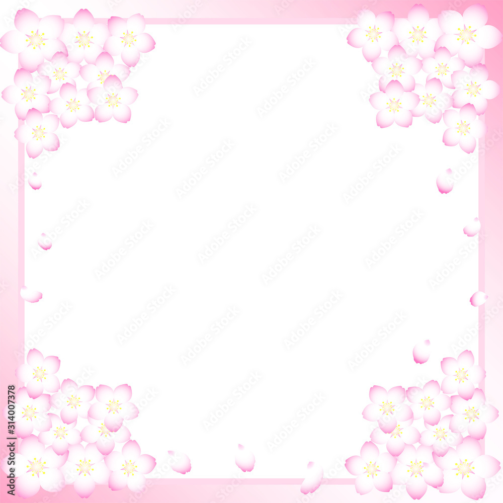 日本の桜の季節の背景（満開の桜と舞い散る花びら）（正方形）