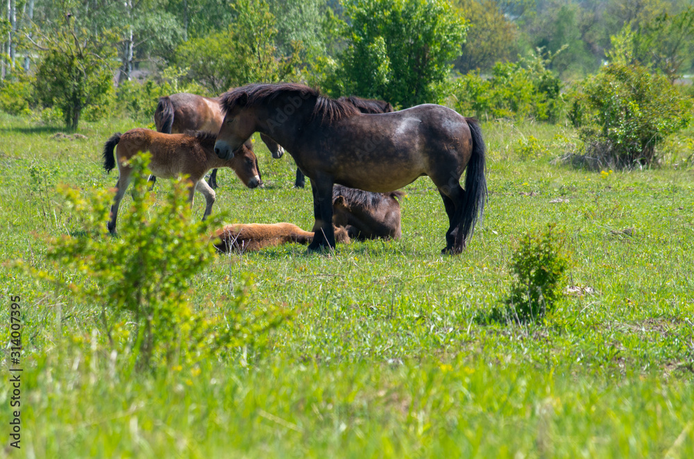 custom made wallpaper toronto digitalThe Exmoor ponys near Milovice. A horse breed native to the British Isles, where some still roam as semi-feral livestock on Exmoor, a large area of moorland in Devon and Somerset in southwest England.