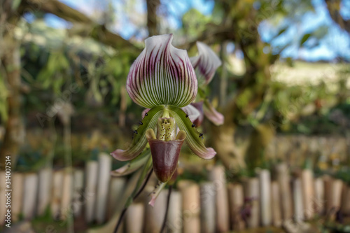 Lady's slipper orchid flower in the garden