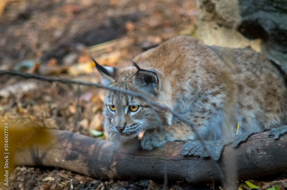Fototapeta premium Northern lynx (Lynx lynx lynx)