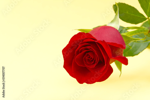 Beautiful single red rose on light yellow background. The concept of st valentine s day  Mother s Day  March 8.