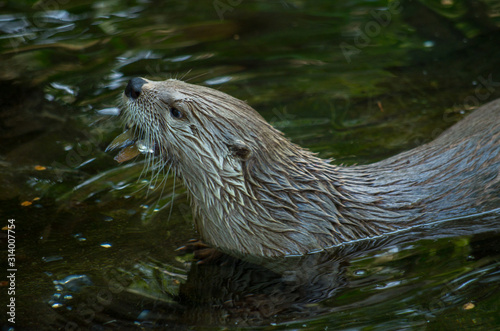 The Eurasian otter (Lutra lutra) eating a fish.