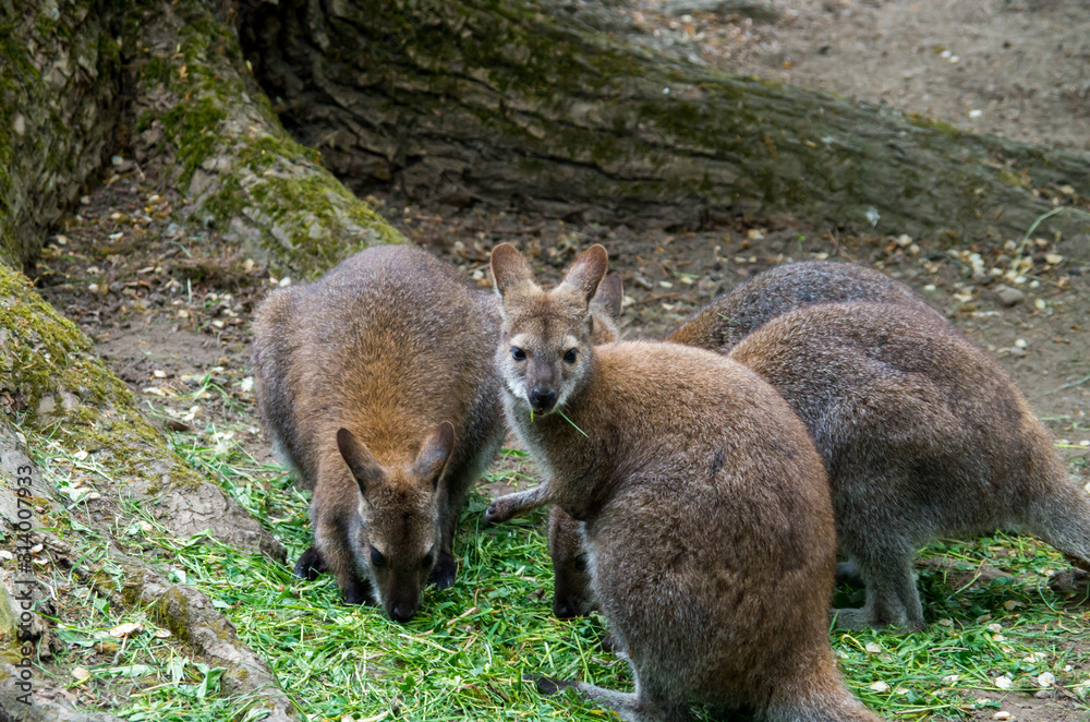 Fototapeta premium Parma wallaby group eating grass