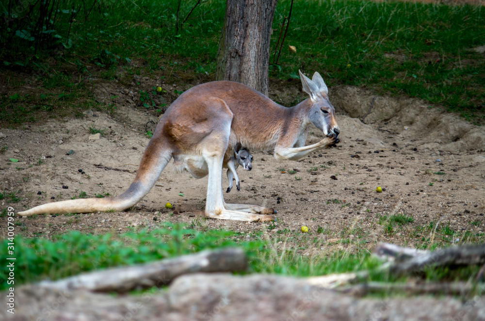 The red kangaroo (Macropus rufus) is the largest of all kangaroos, the largest terrestrial mammal native to Australia, and the largest extant marsupial. The red kangaroo (Macropus rufus) is the largest of all kangaroos, the largest terrestrial mammal native to Australia, and the largest extant marsupial.
