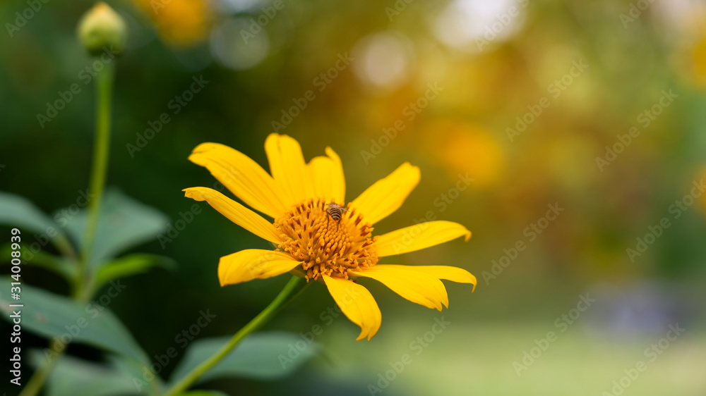 a little bee flying on beautiful yellow blossom flower in blur blackground a little bee flying on beautiful yellow blossom flower in blur blackground