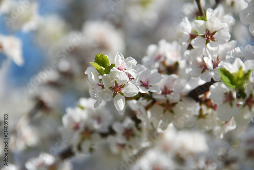 Spring background of blossoming cherry tree flowers. Selective focus