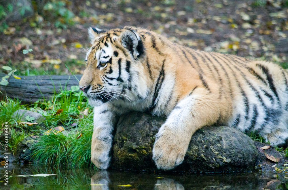Fototapeta premium Siberian tiger (Panthera tigris altaica)