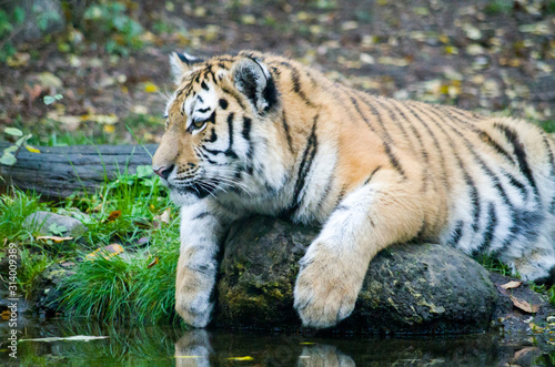 Siberian tiger  Panthera tigris altaica 