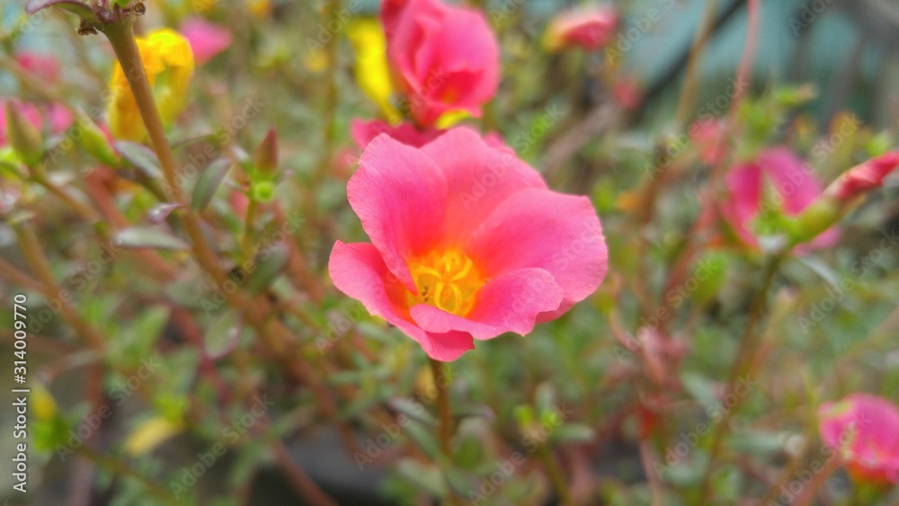 Pink Rose Moss and Yellow Rose Moss Photo in Garden Background Pink Rose Moss and Yellow Rose Moss Photo in Garden Background