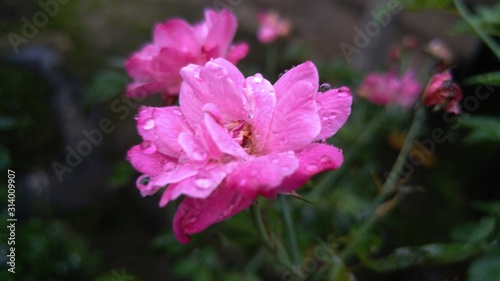 Beautiful China Rose Pink Photo in Garden with water drop