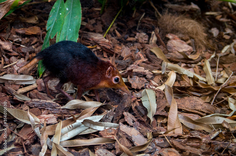 The black and rufous elephant shrew, (Rhynchocyon petersi) the black and  rufous sengi, or the Zanj elephant shrew is one of the 17 species of elephant  shrew found only in Africa. Stock