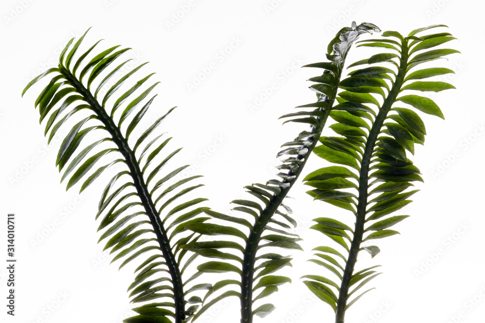 Drawf Devil's Backbone plant in white background