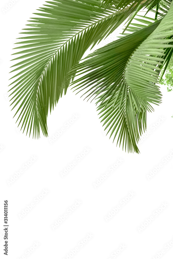 Plam leaves isolated on white