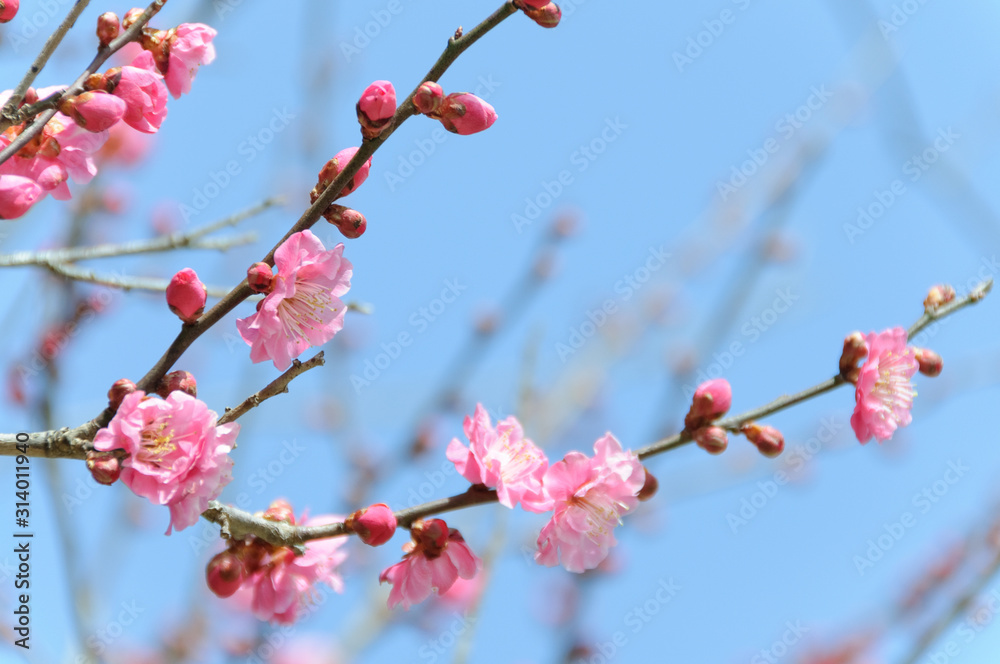 梅の花 梅の花