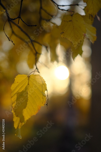 maple leaves in autumn