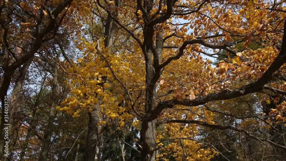 Huge oak tree with yellow leaves and powerful branches swaying in the strong wind. Nature in the autumn forest. Huge oak tree with yellow leaves and powerful branches swaying in the strong wind. Nature in the autumn forest.