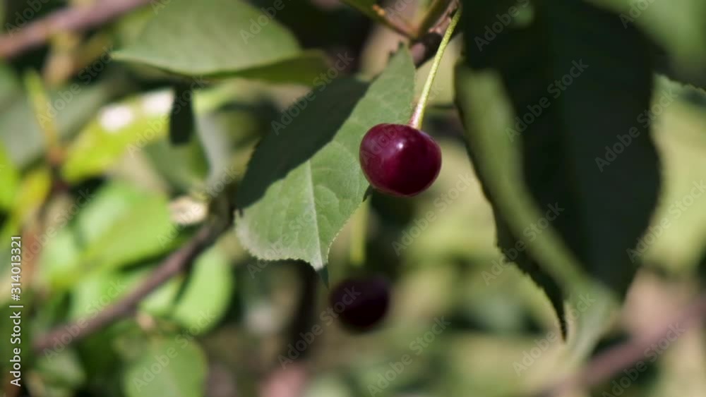 Ripe red cherry berry on a cherry tree in an organic garden. Ripe red cherry berry on a cherry tree in an organic garden.