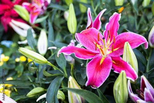 Billede på lærred Beautiful Stargazer Pink Lilies in garden flowers Background