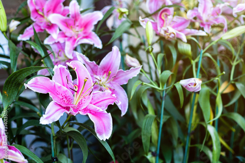 Beautiful Stargazer Pink Lilies in garden flowers Background