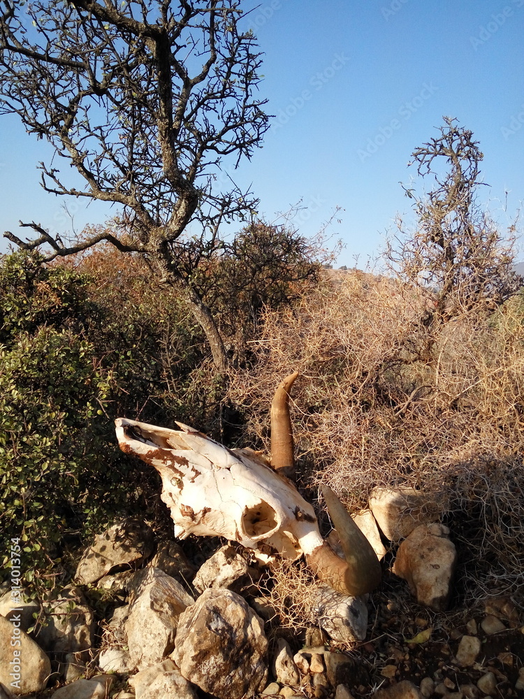 cow skull on the rock in woods cow skull on the rock in woods