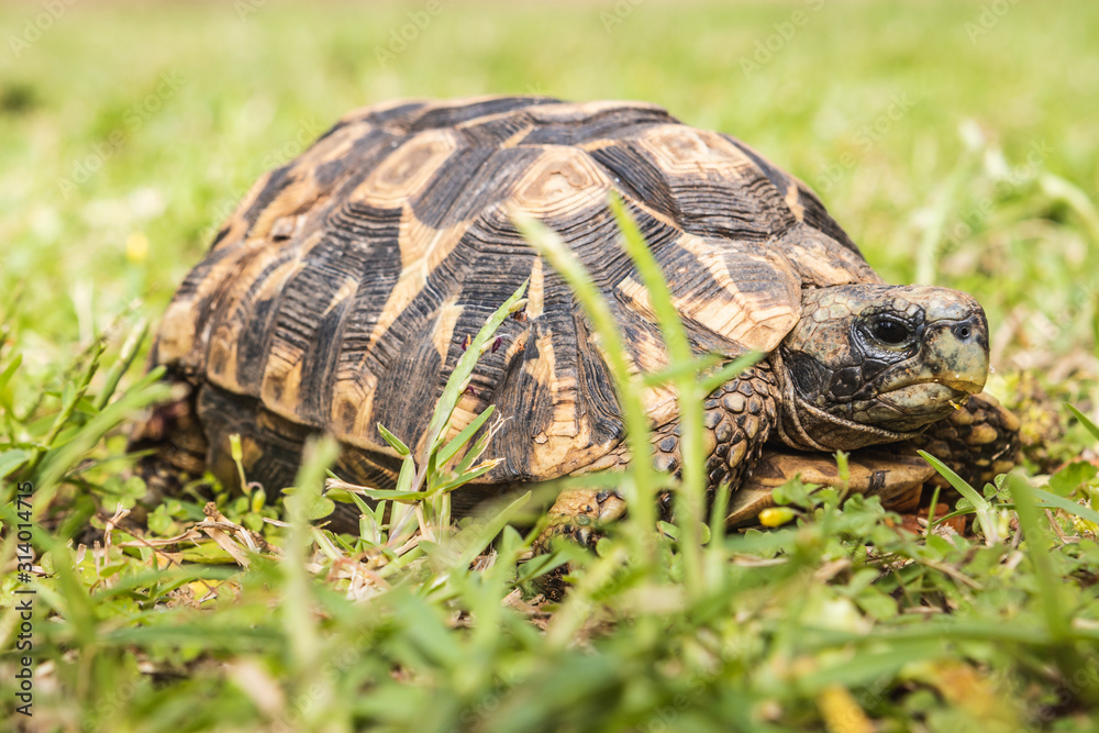 An old tortoise (not a turtle) slowly walking on the grass in Durban, South Africa An old tortoise (not a turtle) slowly walking on the grass in Durban, South Africa