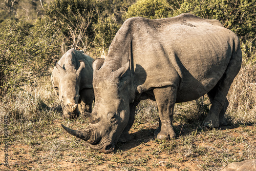 Two rhinos eating grass in the Hluhluwe - Imfolozi National Park  South Africa
