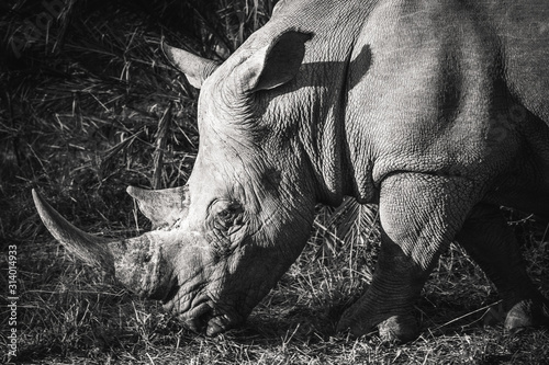 A rhino eating grass in the Hluhluwe - Imfolozi National Park, South Africa